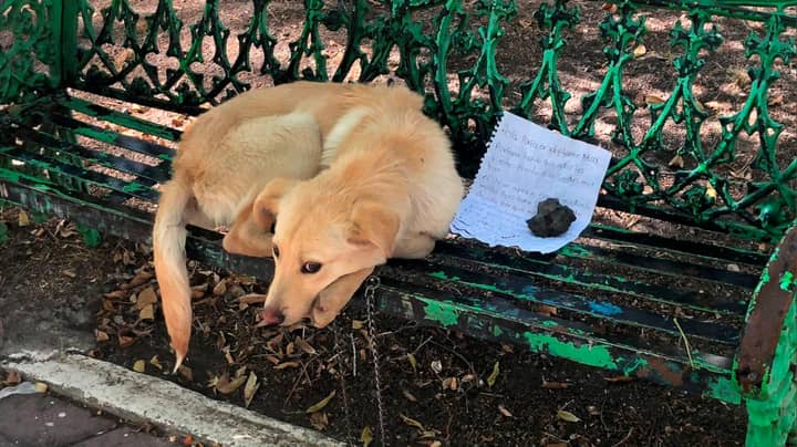 小狗被发现与心脏破碎的笔记绑在公园长椅上“width=