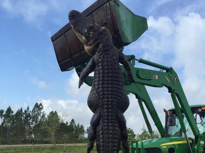 猎人发现巨大的15英尺长的牛鳄鱼鳄