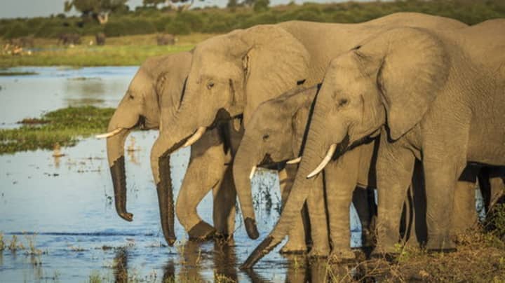 博茨瓦纳举重禁止大象狩猎以“管理人口”