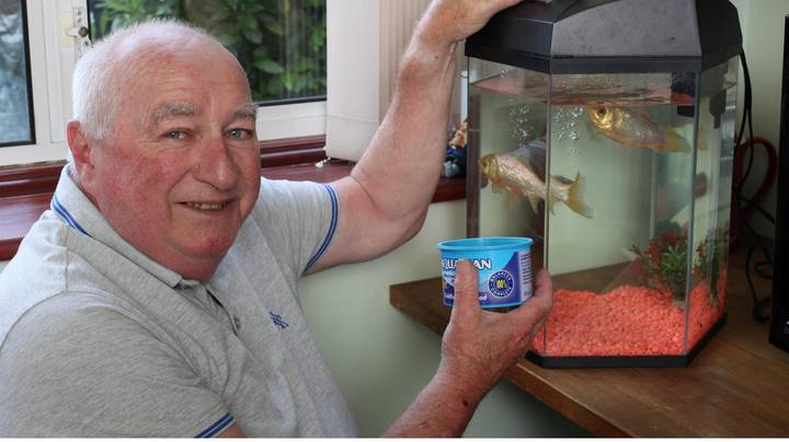 英国最古老的金鱼作为1974年奖的奖金已死亡44岁
