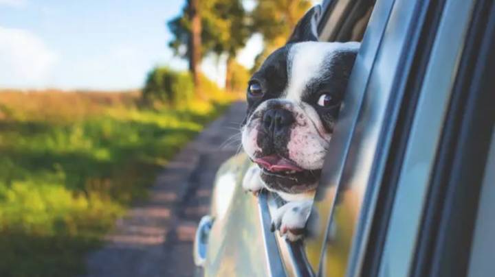 在车上驾驶不受约束的狗可能会给您带来5,000英镑的罚款