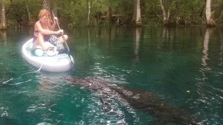 桨板手挡住了鳄鱼，因为它“试图咬板”