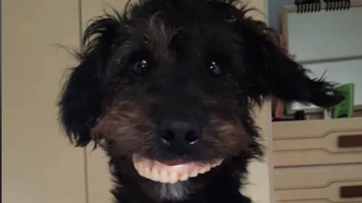 女人在狗偷走妈妈的虚假牙齿后留在缝线中