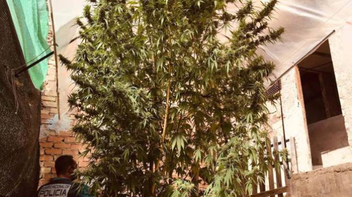 西班牙警方查获一株16英尺高的大麻，两人被捕