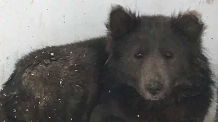 人们无法弄清楚这只在俄罗斯发现的动物是狗还是熊