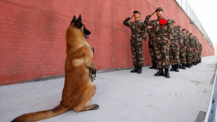 当他的处理者退役时，军狗站在“致敬”