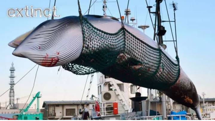 即使日本从未真正停止过，日本也会恢复商业捕鲸