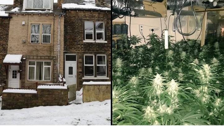 警方发现80,000英镑的大麻农场注意到屋顶没有雪