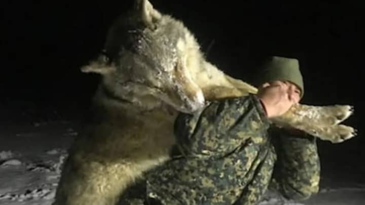 巨大的狼被杀成大群恐吓俄罗斯村庄