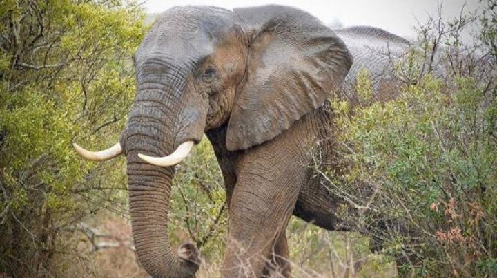 31头大象在自然保护主义者被一群大象杀死后面临屠杀