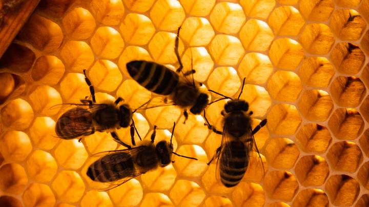 巴西三个月内的5亿蜜蜂死亡