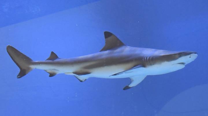 成千上万的鲨鱼已迁移到佛罗里达海岸