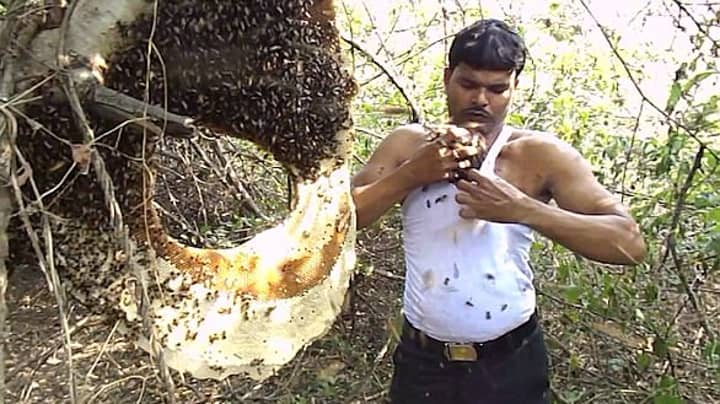 蜂蜜收集器用裸手将成千上万的蜜蜂放在他的衬衫上