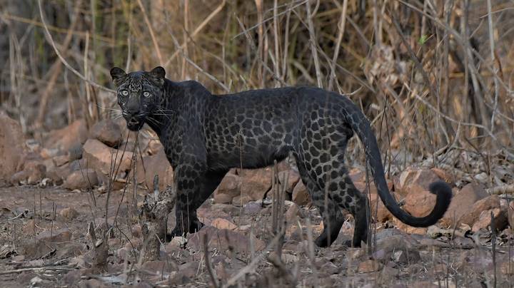 旅游者在野生动物园旅行中抢夺了极少数珍稀的黑豹“imgWitdh=