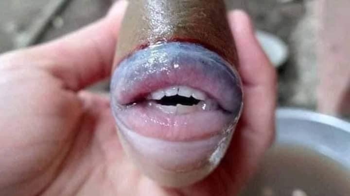 奇怪的鱼在马来西亚捕获的人类牙齿