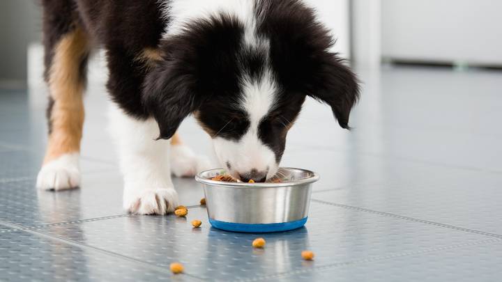 如果英国狗主人将宠物放在素食的饮食中，可能会被罚款或入狱