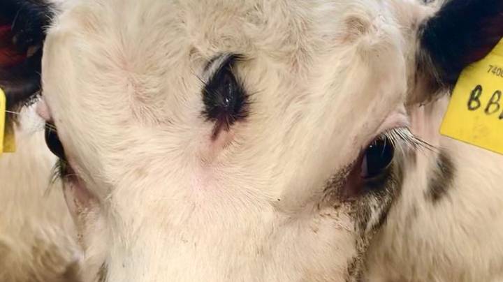 '极度罕见'小牛出生在额头上的第三只眼睛“width=