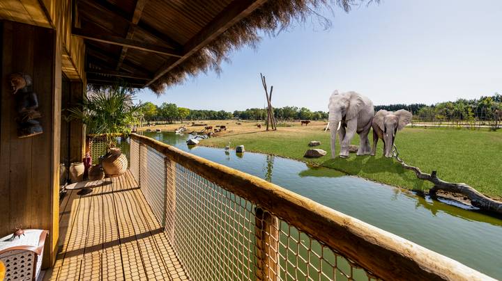 豪华英国Safari Park Lodges旅馆提供大象和猎豹