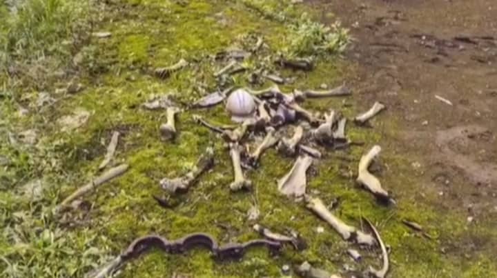 地球显示切尔诺贝利的地面上有一堆骨骼遗骸