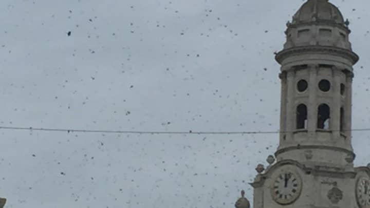 Bee-Zarre：大量的蜜蜂袭击伦敦，使交通陷入困境