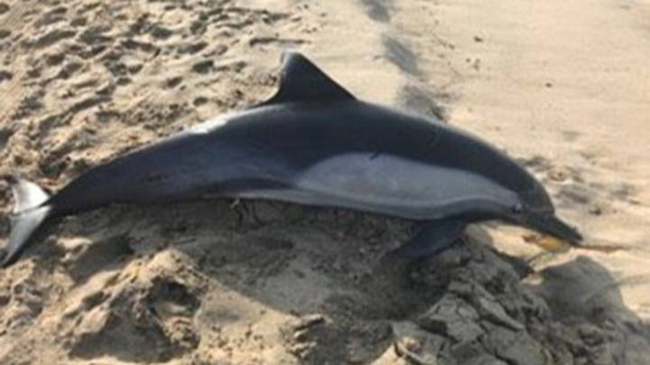 在海滩上冲洗的海豚被枪杀了