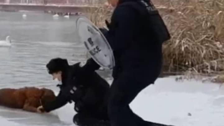 英雄警察从冰湖中拯救金毛猎犬