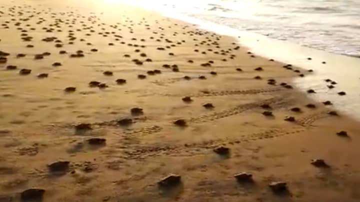 超过2000万只婴儿海龟第一次爬到大海