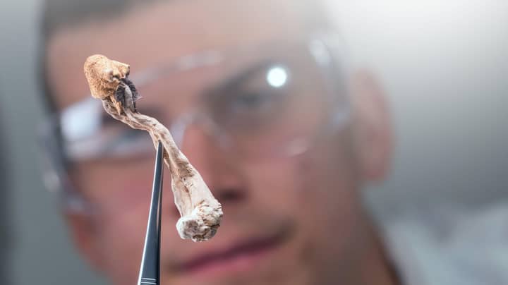 澳大利亚研究人员正在做世界上第一个研究魔术蘑菇是否可以治疗一般焦虑