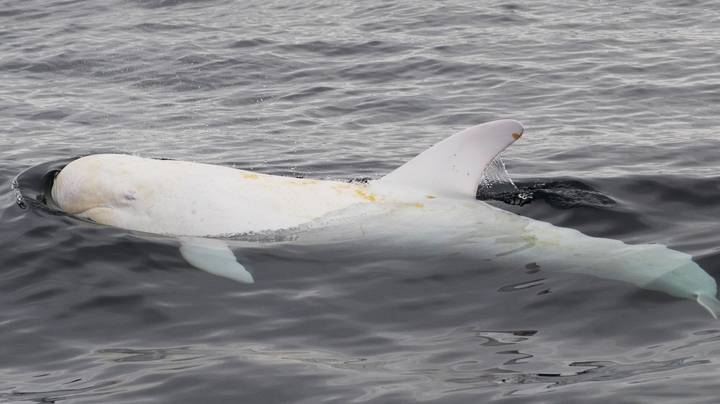 令人难以置信的稀有罕见的白色risso的海豚命名在加利福尼亚州的卡斯特