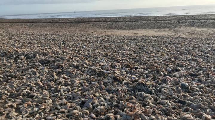 寒冷的天气看到英国海岸上成千上万的死海星冲洗