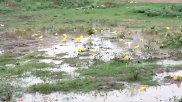 明亮的黄色皮肤牛蛙在印度降雨后出现在印度“imgWitdh=