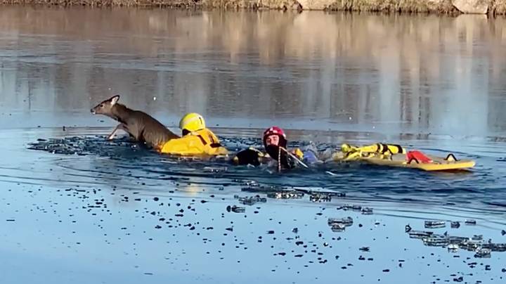 消防员拯救武士冰冻湖的溺水鹿