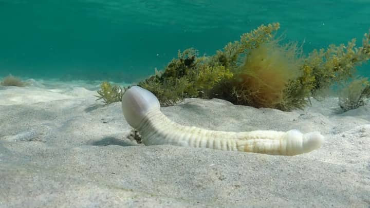潜水员在澳大利亚海岸附近拍摄稀有的“阴茎鱼”水下照片