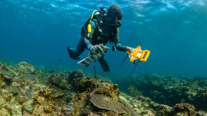 大堡礁在25年里失去了一半的珊瑚