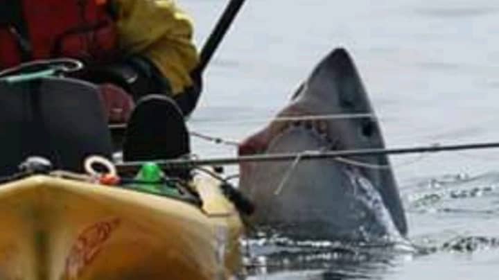 镜头显示鲨鱼将渔夫拖到船上并倾覆船只