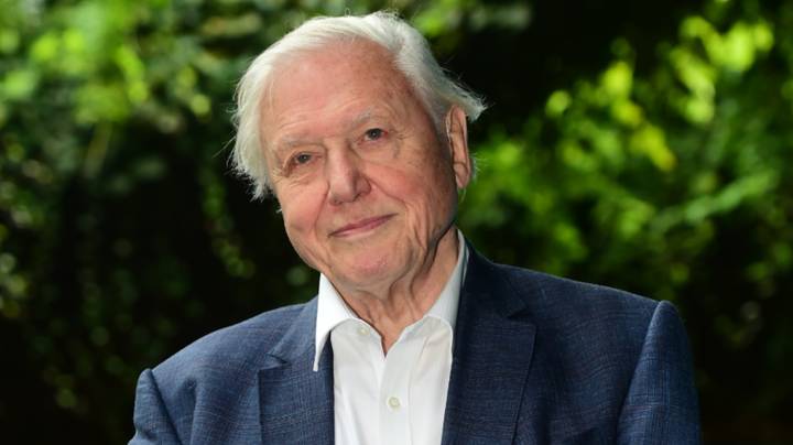 David Attenborough正在为气候变化提出“紧急”的新电影，今年春天播出“imgWitdh=