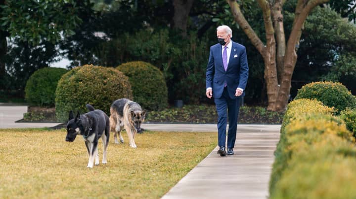 必威备用网新闻频道指责乔·拜登（Joe Biden）总统的狗没有“总统”