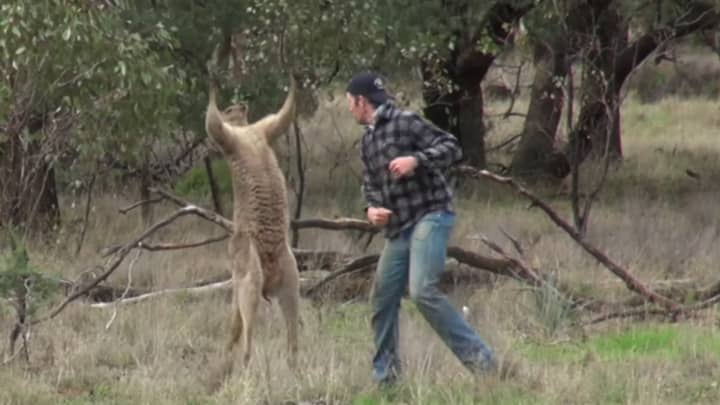Zookeeper拳打袋鼠的脸，受到动物活动家的威胁