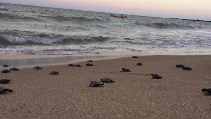 濒临灭绝的霍克斯比尔海龟在海滩上孵化而荒芜，由于巴西的库维德19号而荒芜