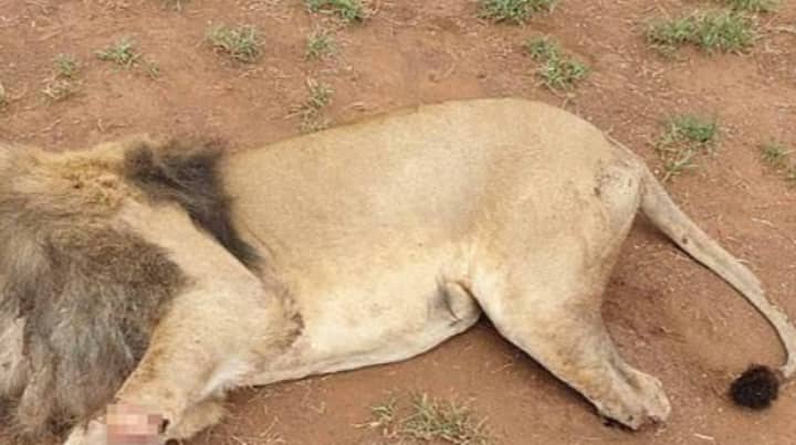 偷猎者在南非牧场杀死狮子并砍掉身体部位