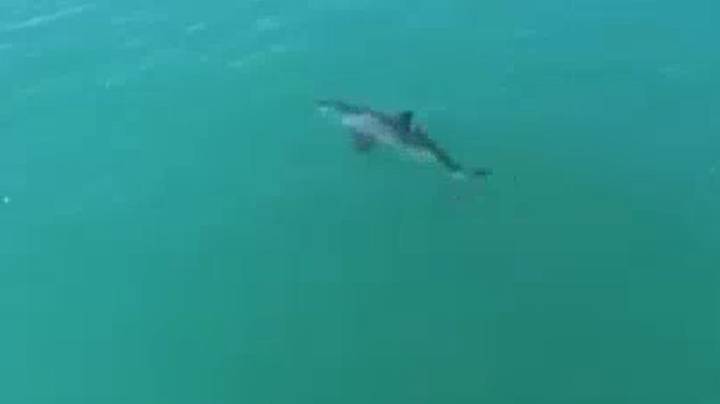 无人机捕捉到伟大的白鲨游泳'至少20mph'“imgWitdh=