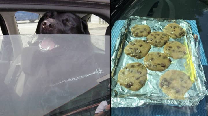兽医在她的车上烤饼干，以说明为什么你不应该离开狗