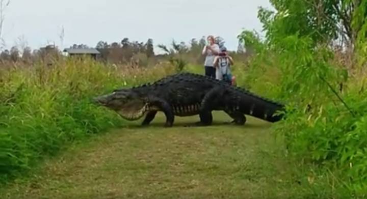 这是一个巨大的鳄鱼还是恐龙？