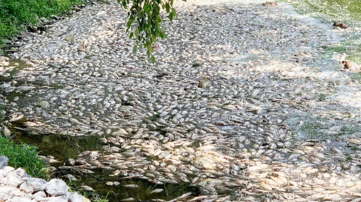 在成千上万的鱼神秘地发现湖中死亡之后，当地人感到困惑