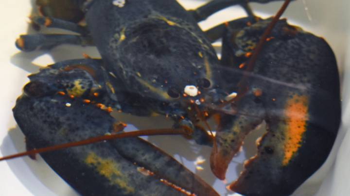 稀有的蓝色龙虾在Red Lobster的工作人员拯救了，注意到其不寻常的颜色“width=