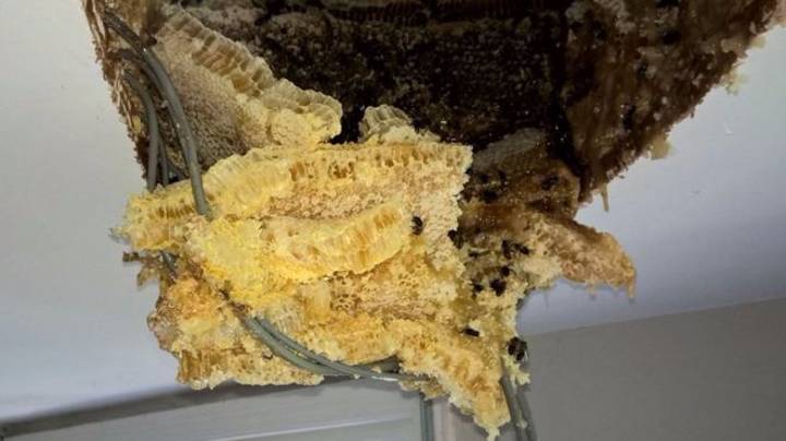 在蜂蜜开始滴过天花板后，夫妇在阁楼里发现了巨大的蜜蜂“imgWitdh=