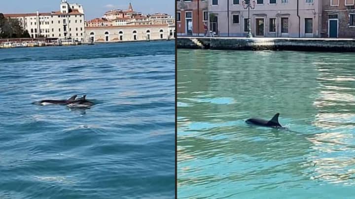 海豚在“异常罕见”的目击中发现了游泳威尼斯运河“width=