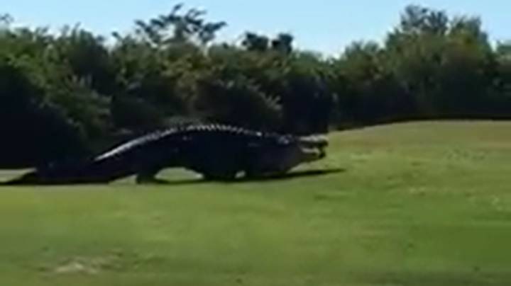 青少年16英尺的鳄鱼在新视频中发现了高尔夫球场
