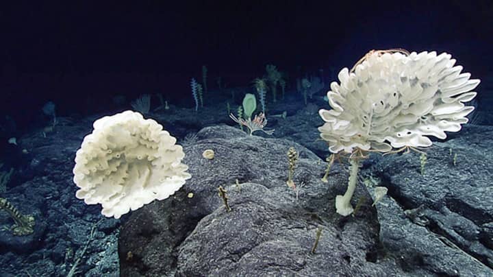 外星景观被科学家在海底发现7,700英尺
