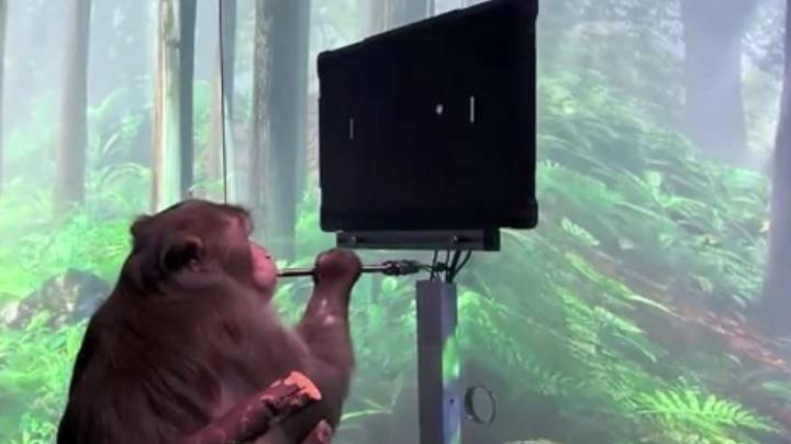 伊隆·马斯克的Neuralink分享猕猴用大脑打乒乓球的视频＂width=